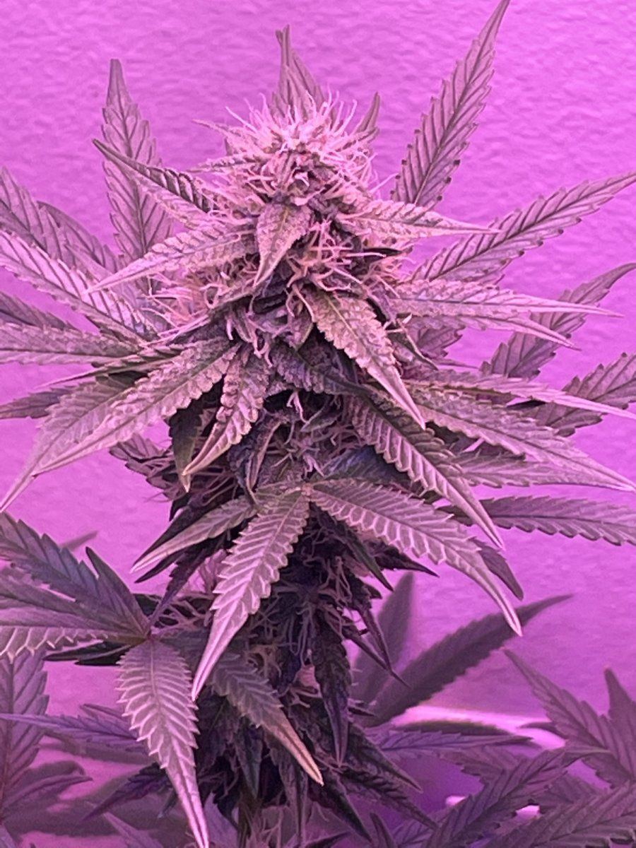 New at this first grow ever how am i doing lol