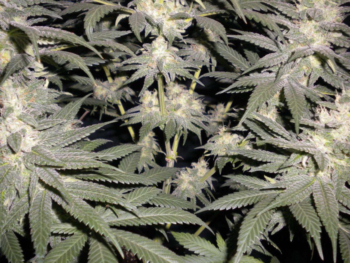 New blue diesel 10