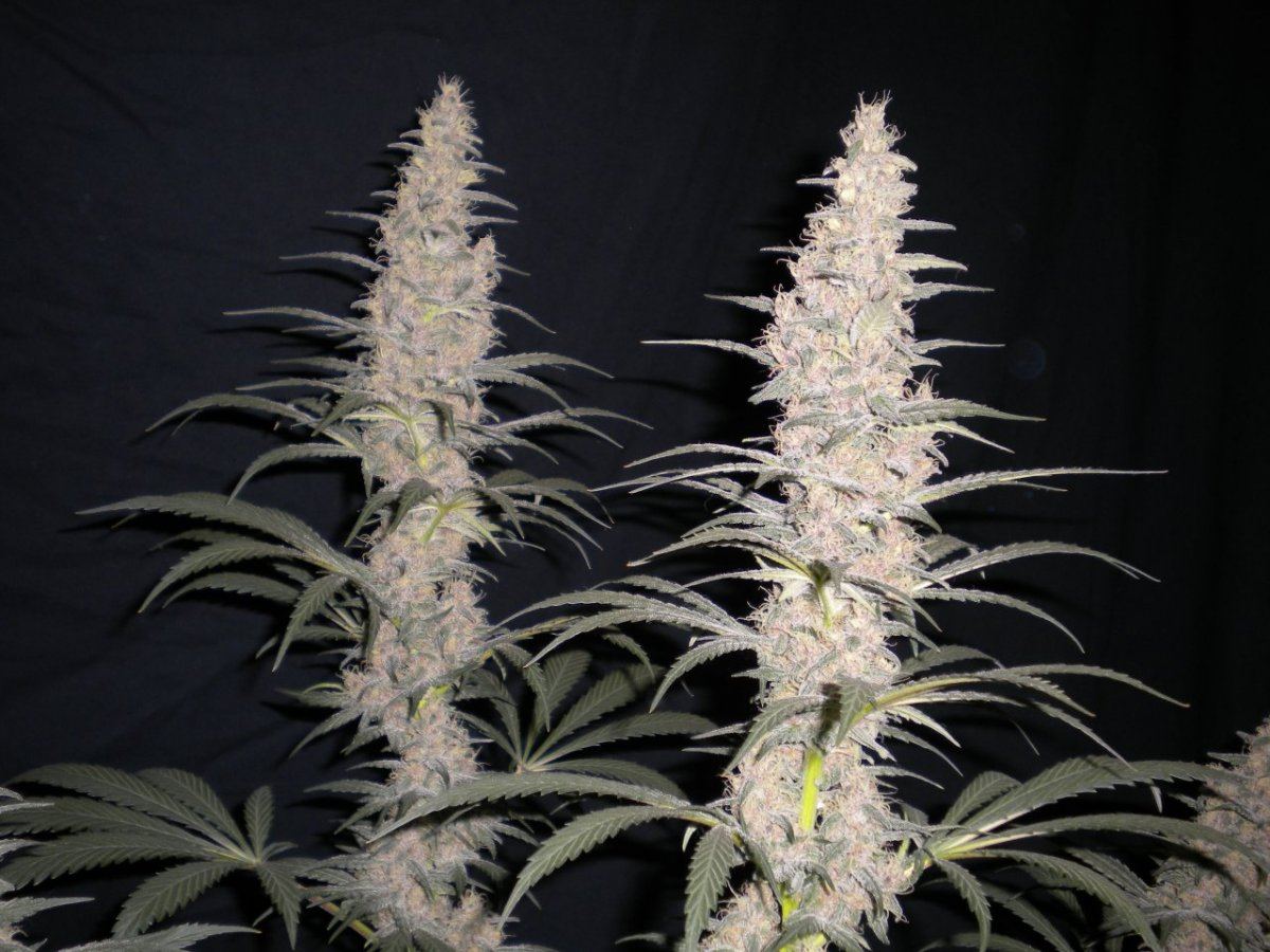 New blue diesel 3