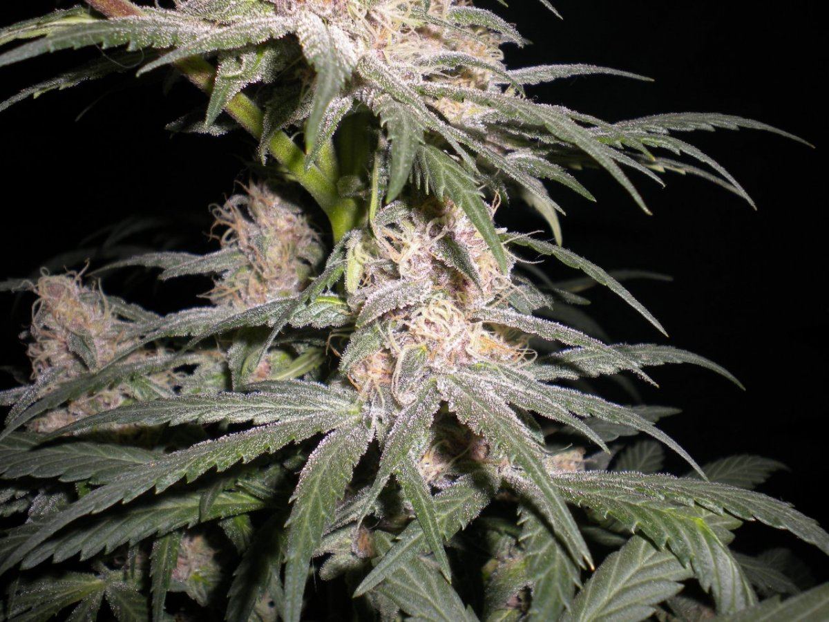 New blue diesel 4