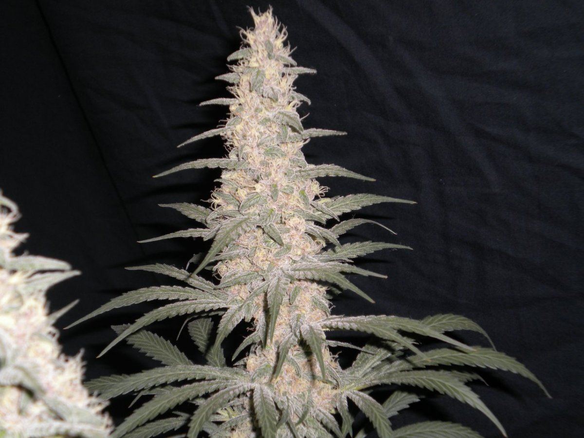 New blue diesel 5