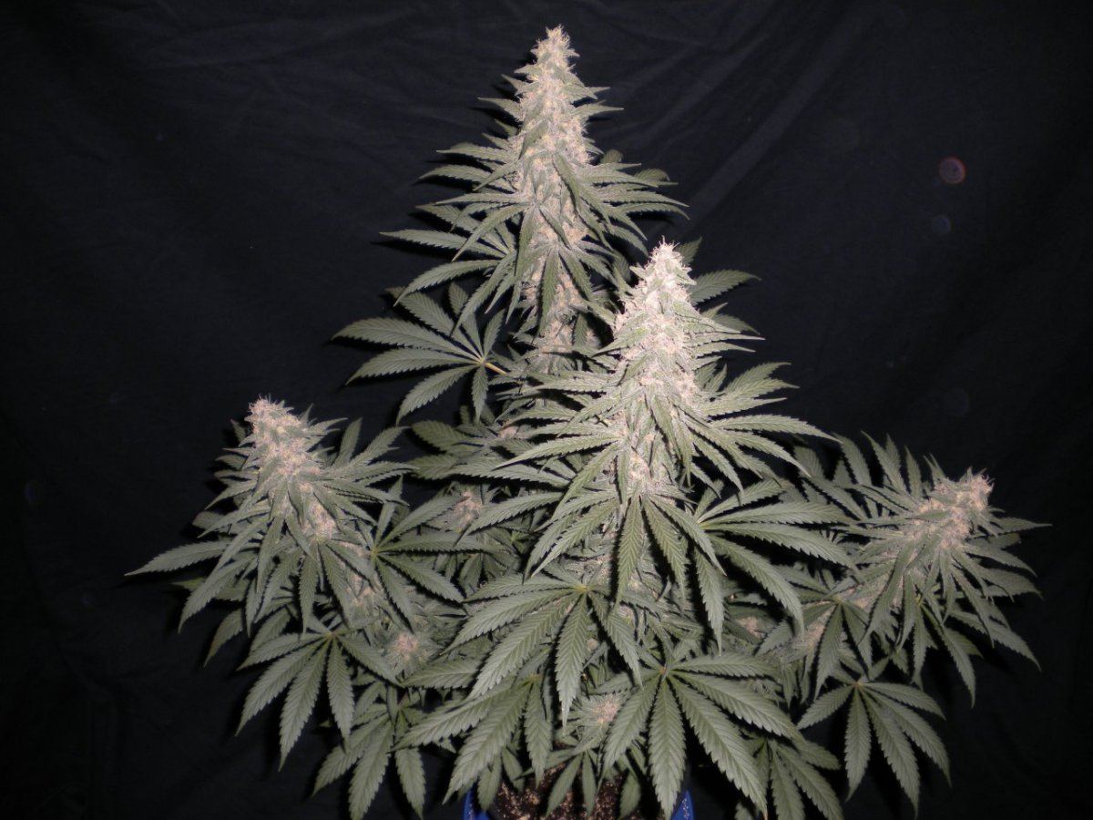 New blue diesel 6