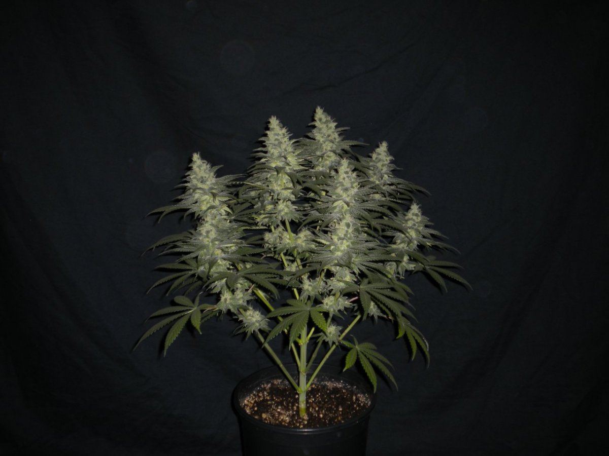 New blue diesel 8