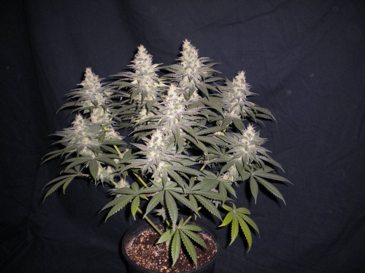 New blue diesel 9
