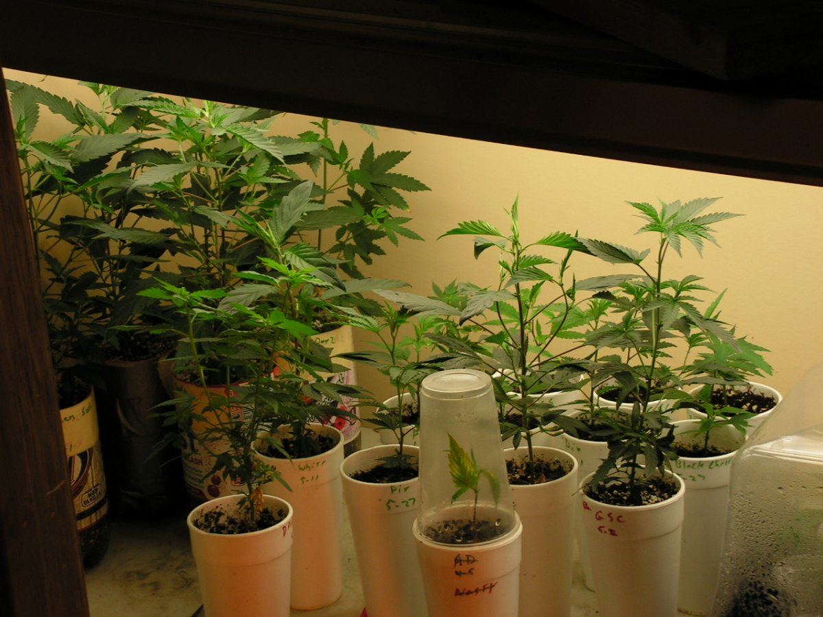 NEW CLONES 2