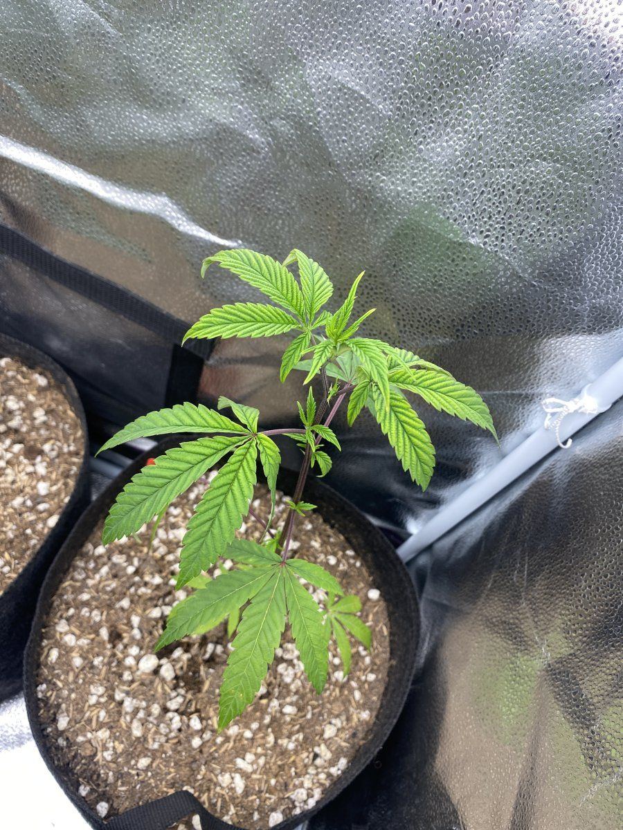 New clones are looking sickly need help diagnosing whats going on thank you guys 3
