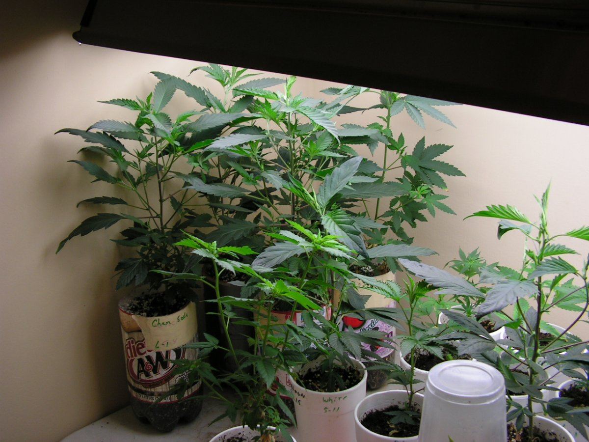 NEW CLONES