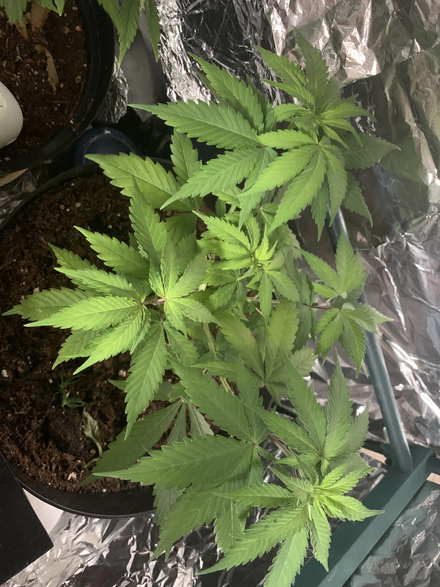 New comer help my herb 2