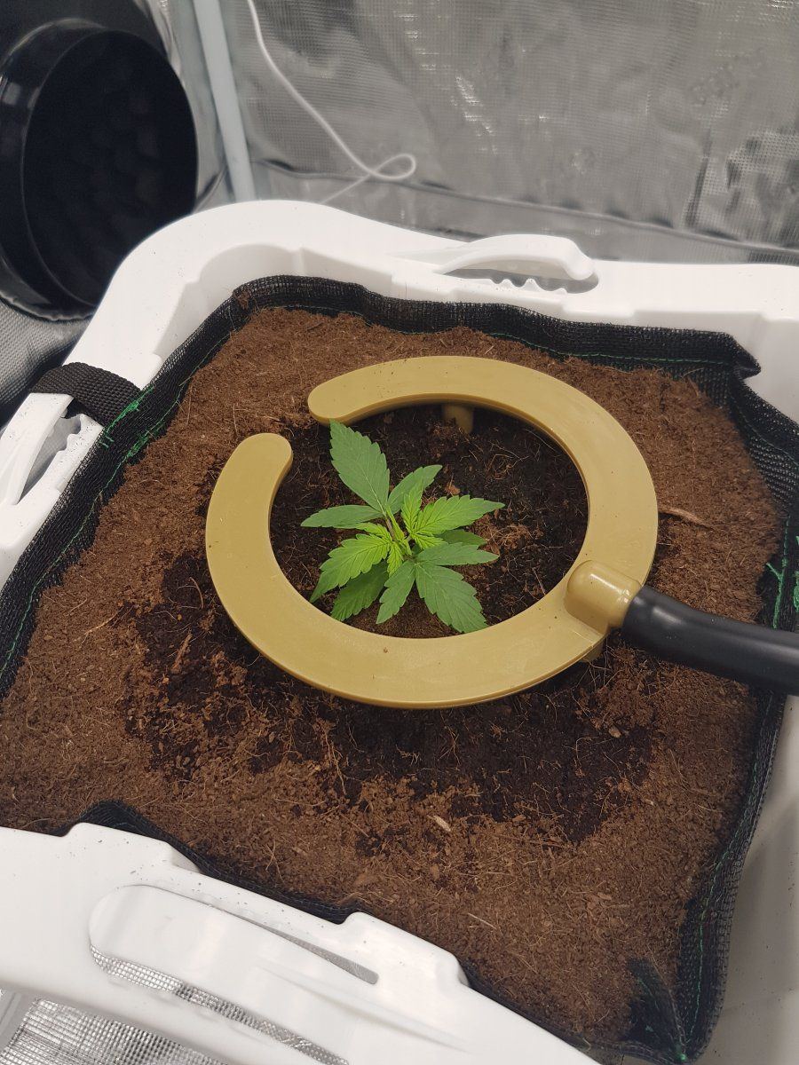 New drip feed setup today 3
