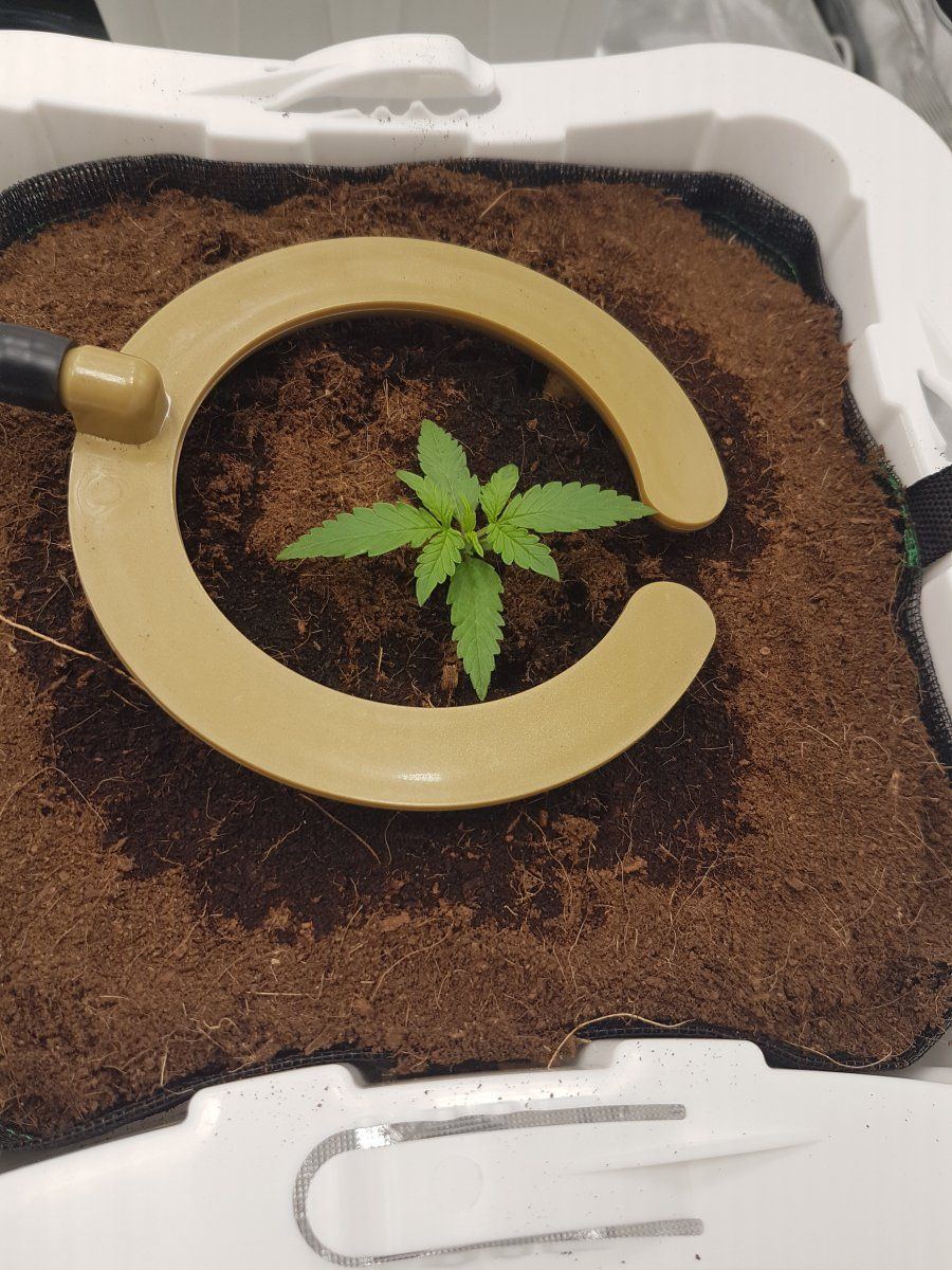 New drip feed setup today 5