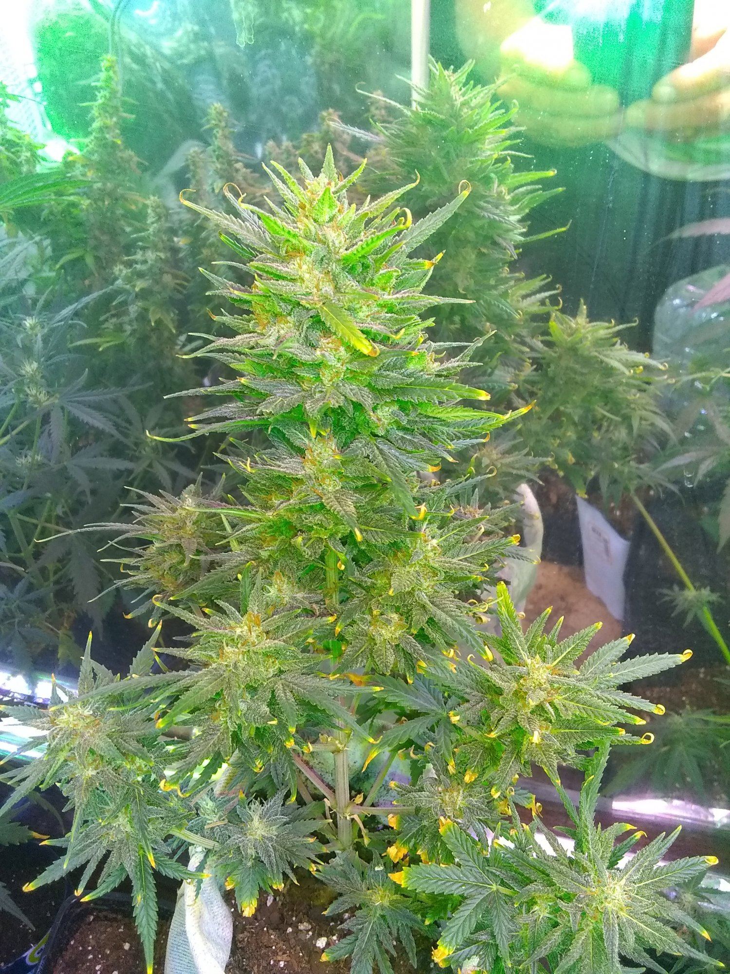 New dude 5