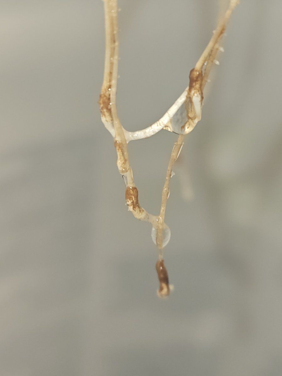 New dwc grower experiencing pythium in my system 6