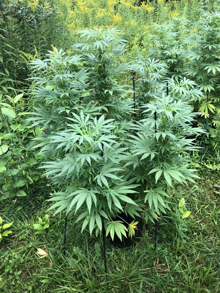 New england post your early flowering ladies 4
