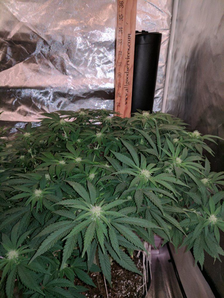 New farmer having what i think is mag deficiency