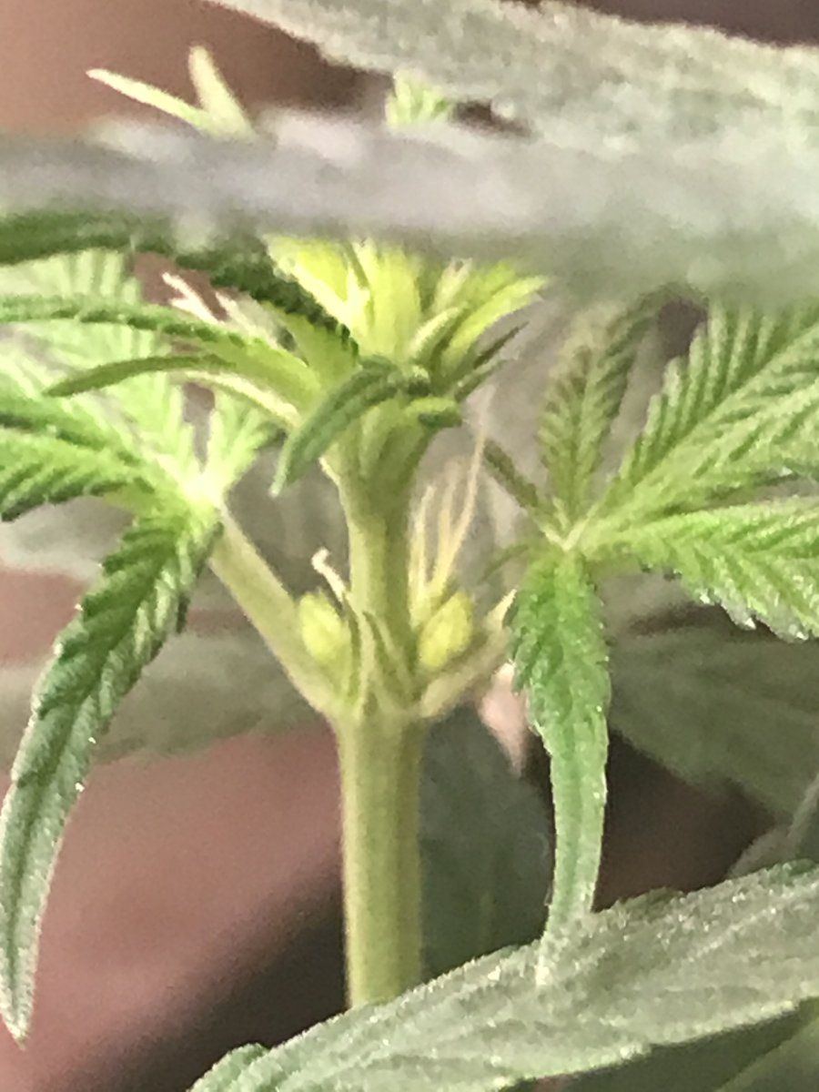 New first time grower 2