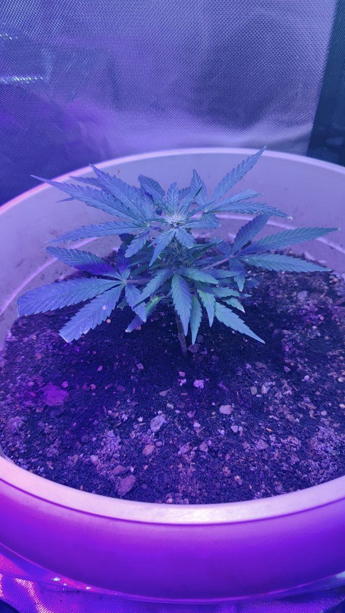 New first time growing autoflower or in growing in general any advice 4