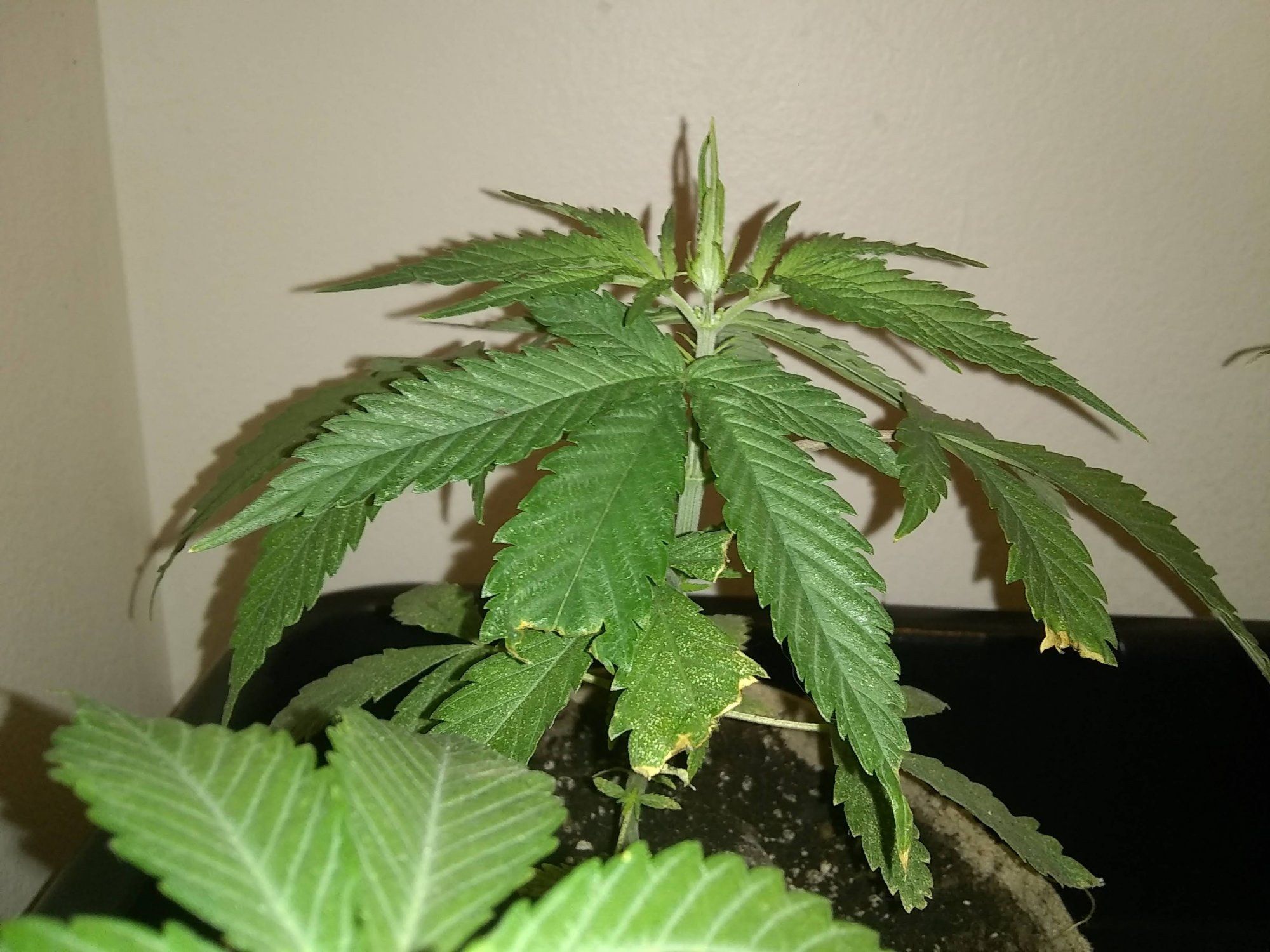 New flowering cycle  hows my inter nodal spacing 10