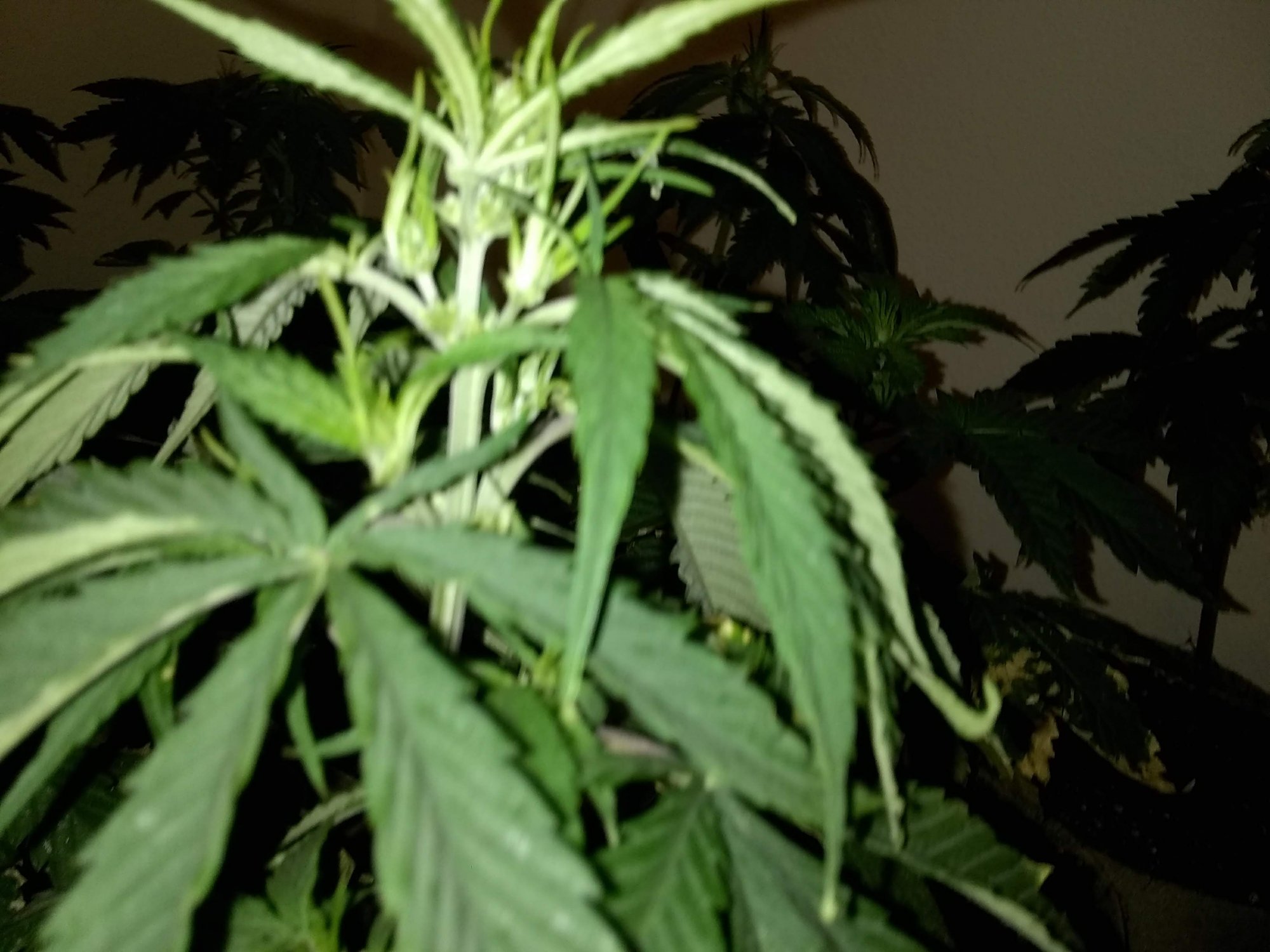 New flowering cycle  hows my inter nodal spacing 13