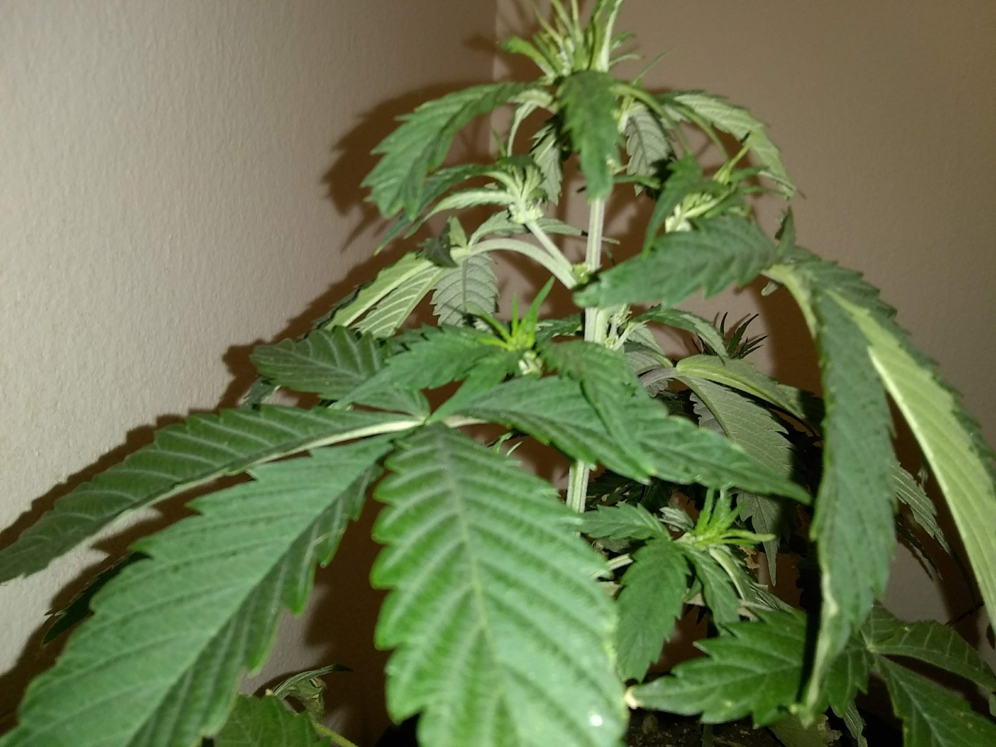 New flowering cycle  hows my inter nodal spacing 16