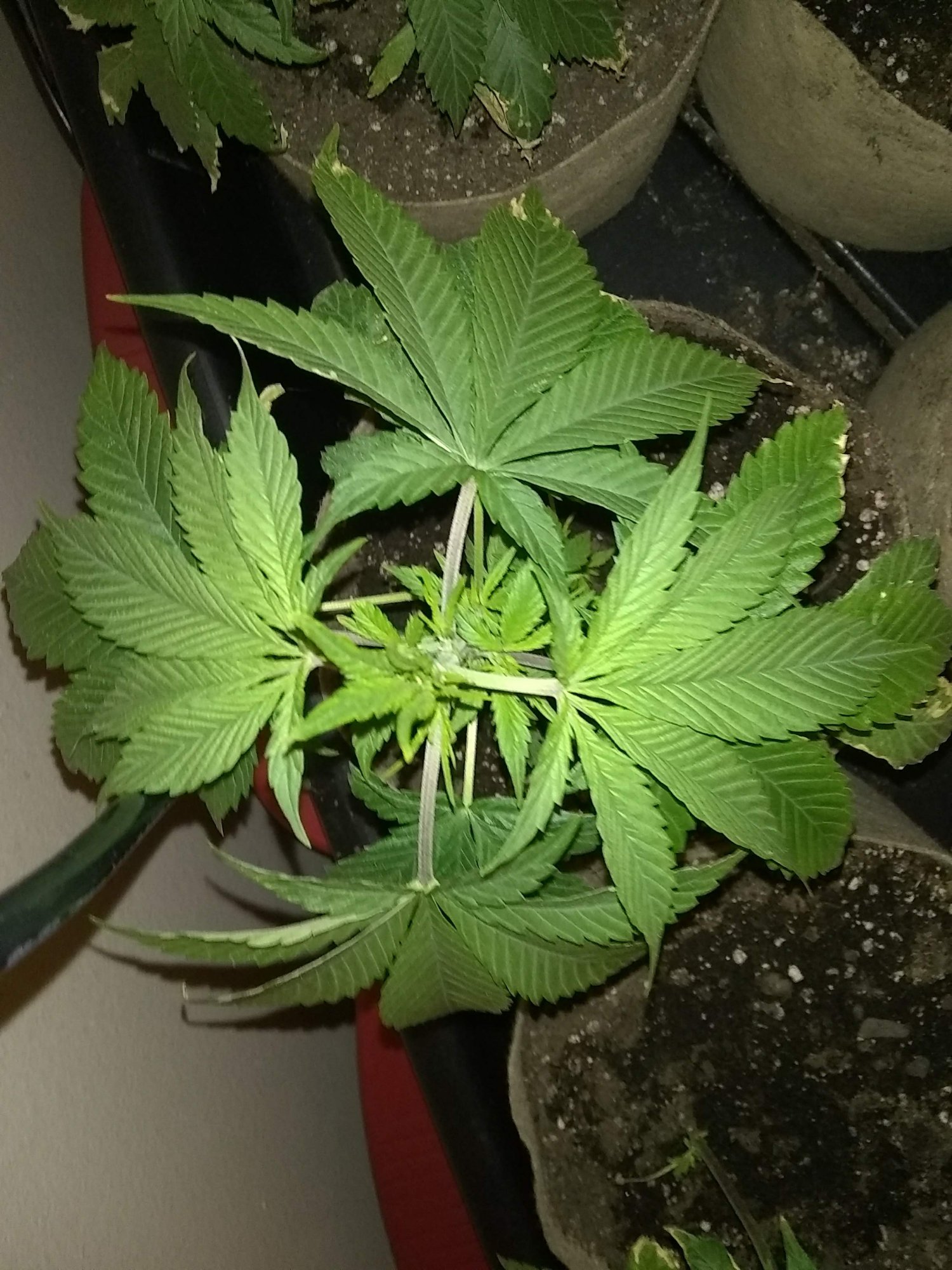 New flowering cycle  hows my inter nodal spacing 2