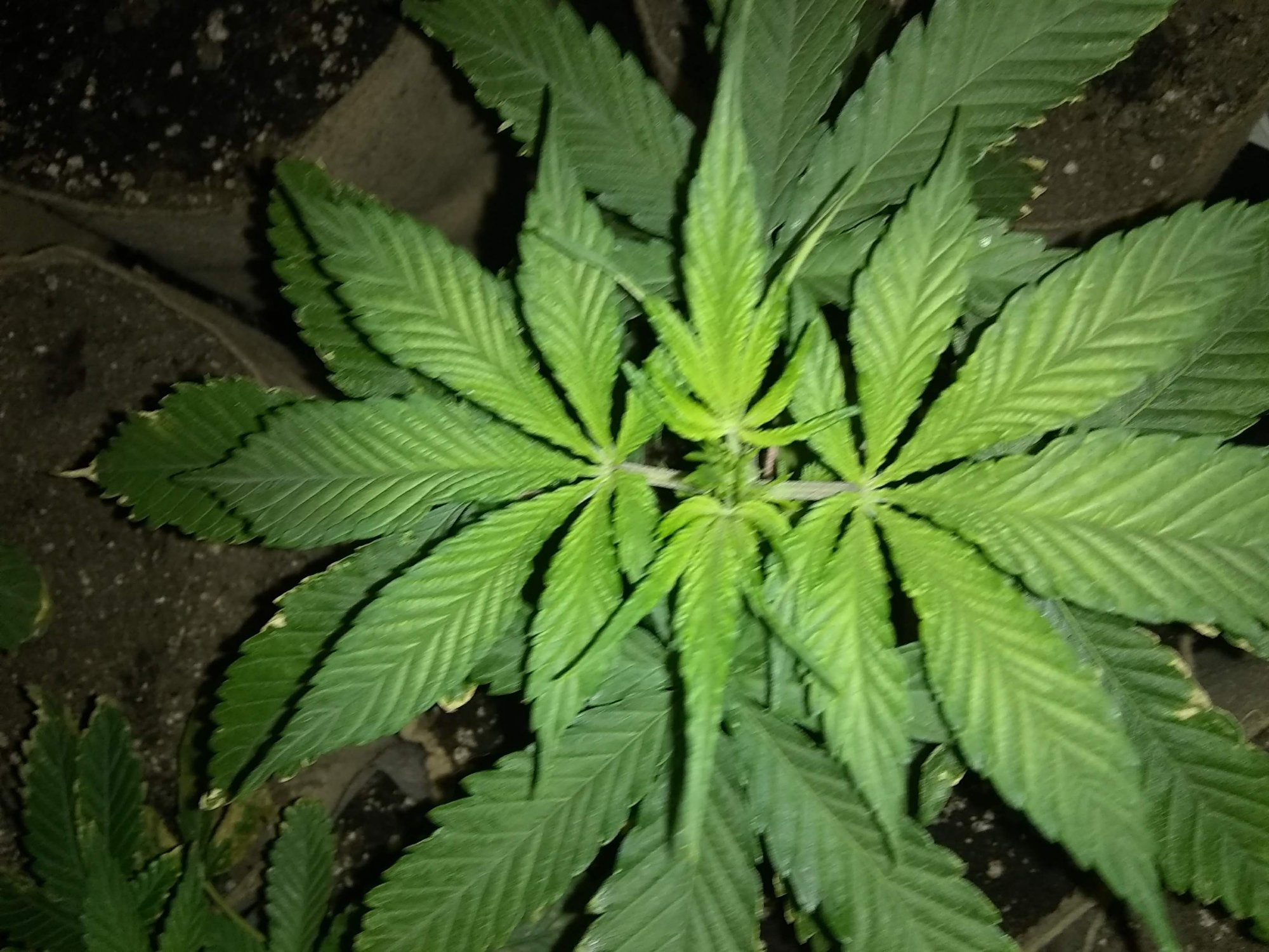 New flowering cycle  hows my inter nodal spacing 3