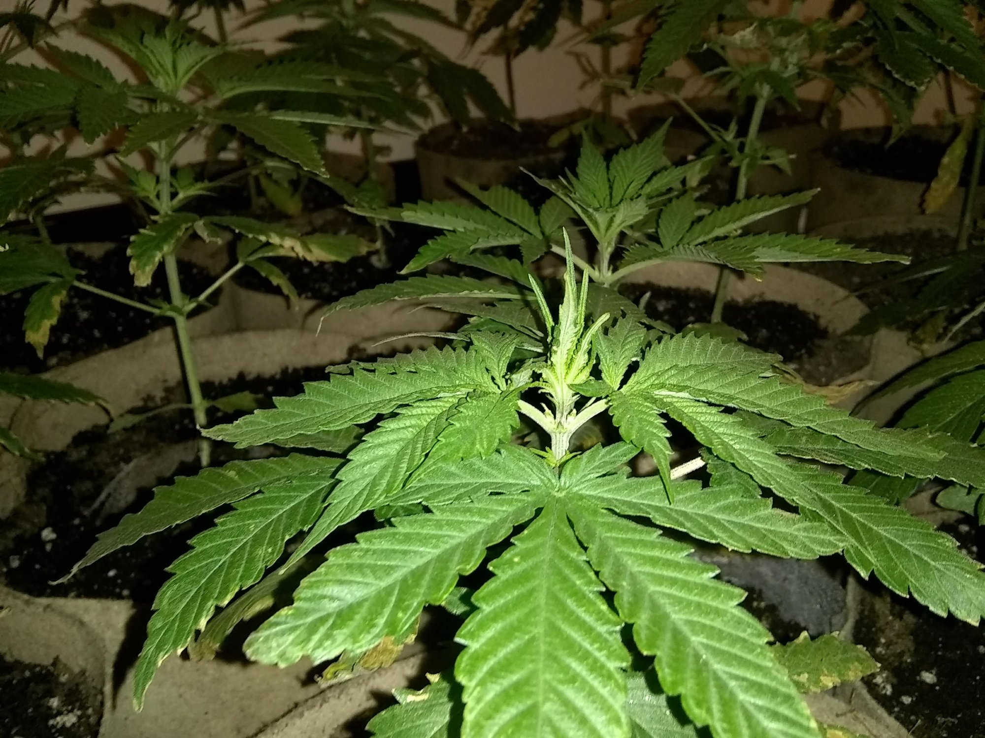 New flowering cycle  hows my inter nodal spacing 7