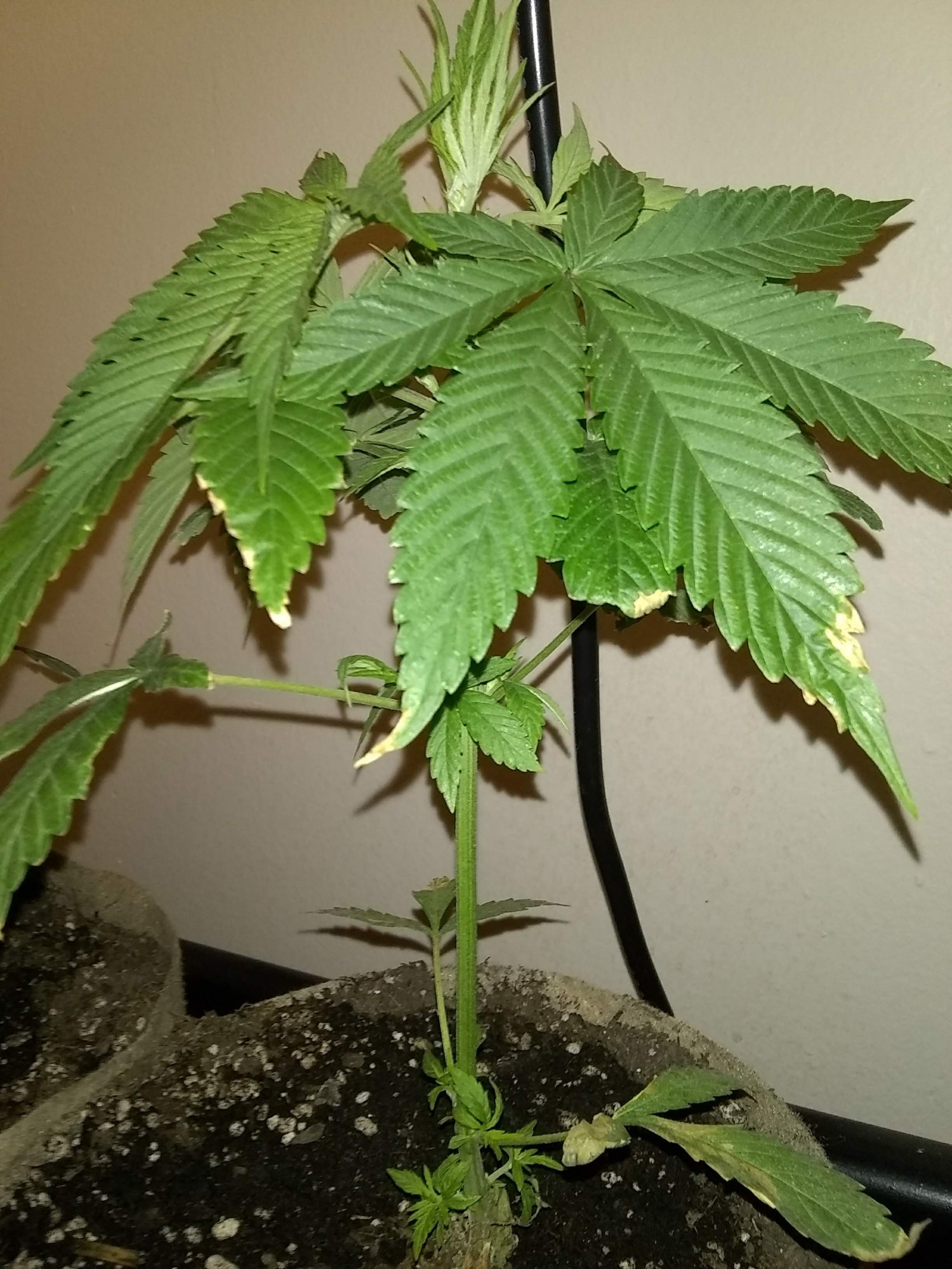 New flowering cycle  hows my inter nodal spacing