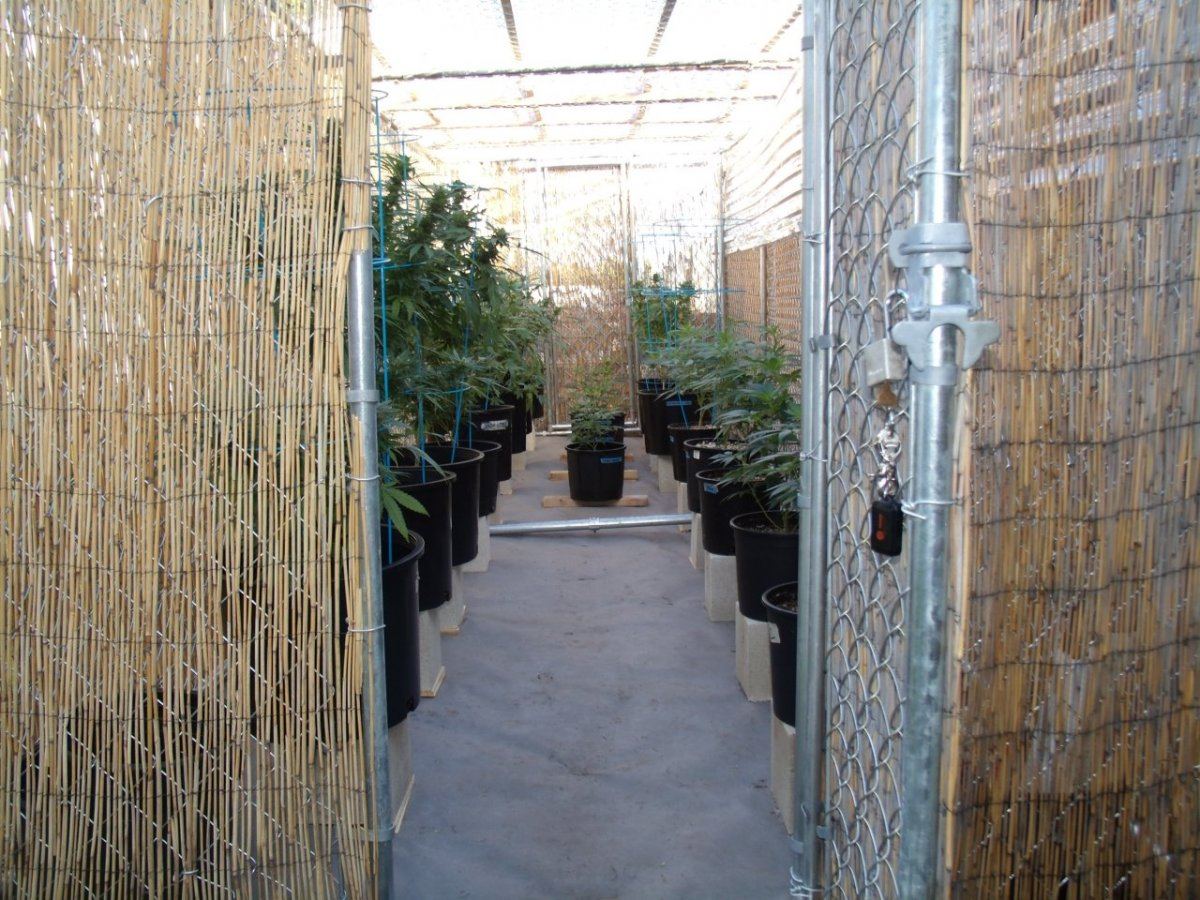 New garden 122612 2
