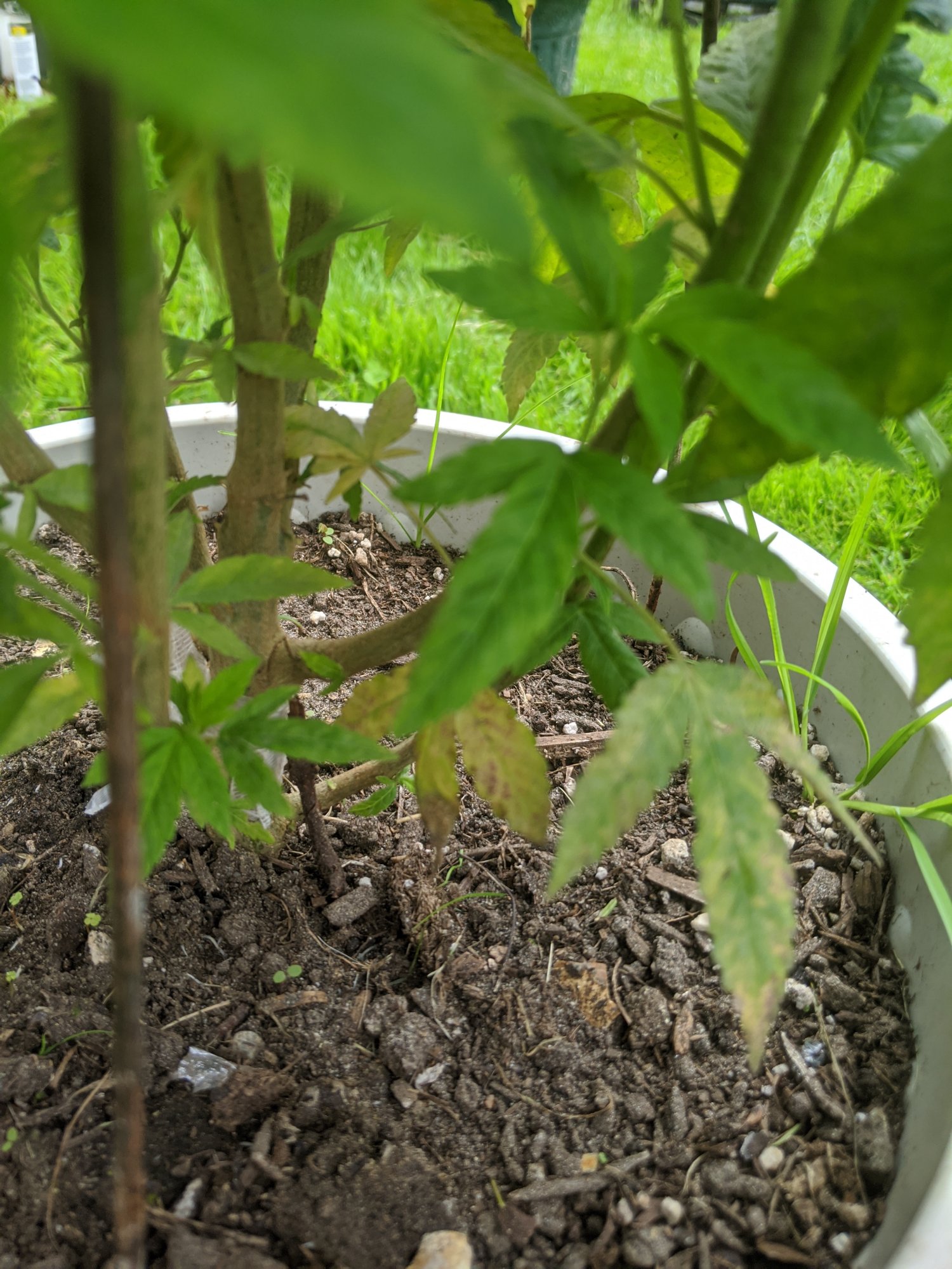 New gower outdoor having some issues 2