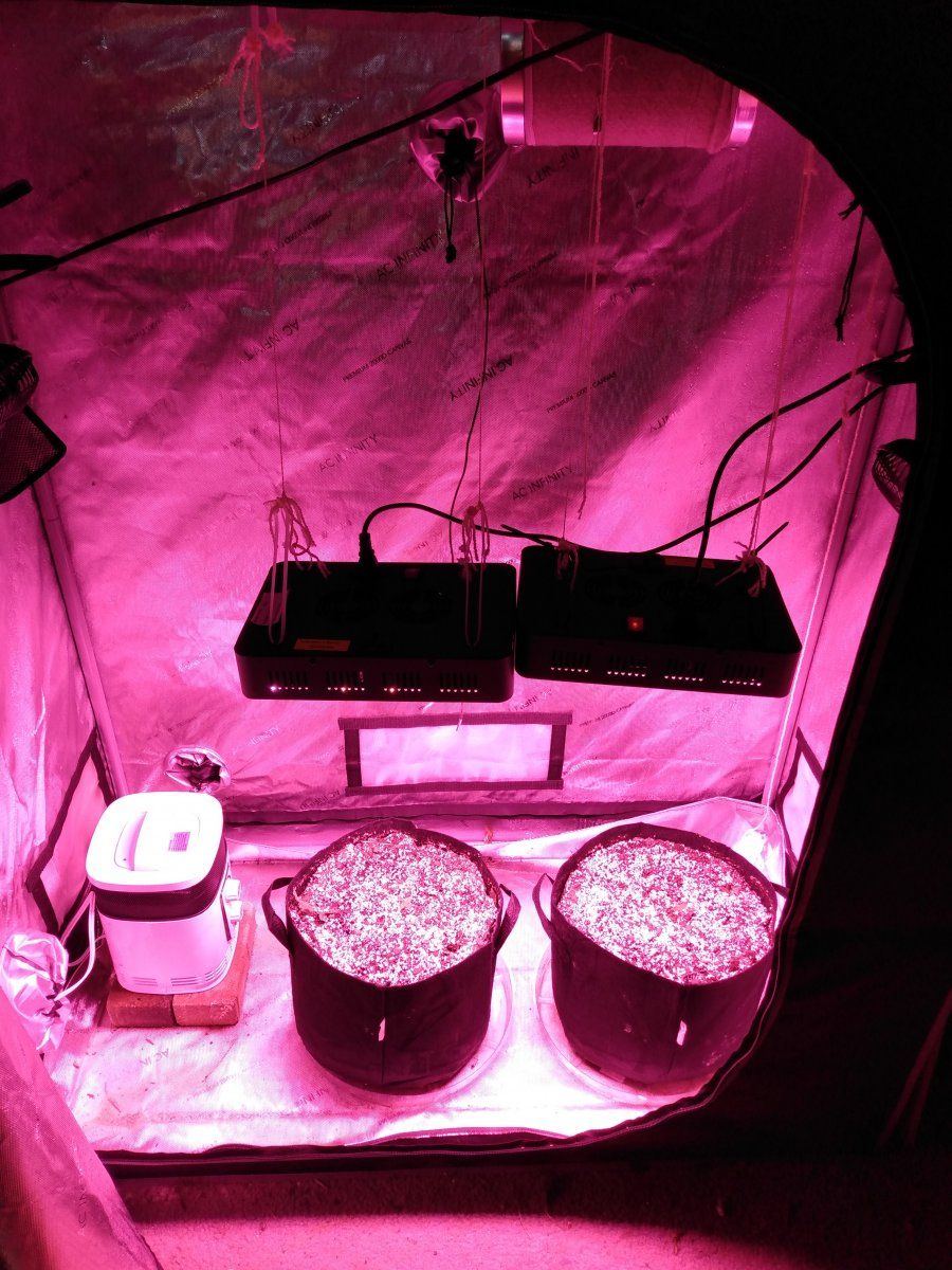 New grow 3