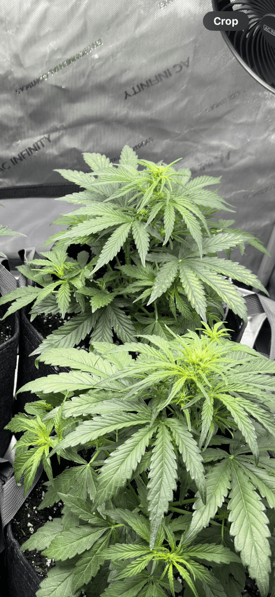 New grow 5wks old with issues