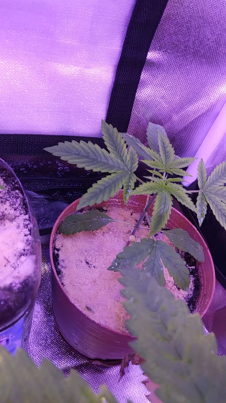 New grow are my plants looking healthy 2