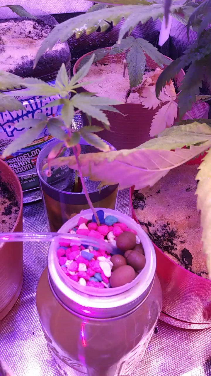 New grow are my plants looking healthy 3