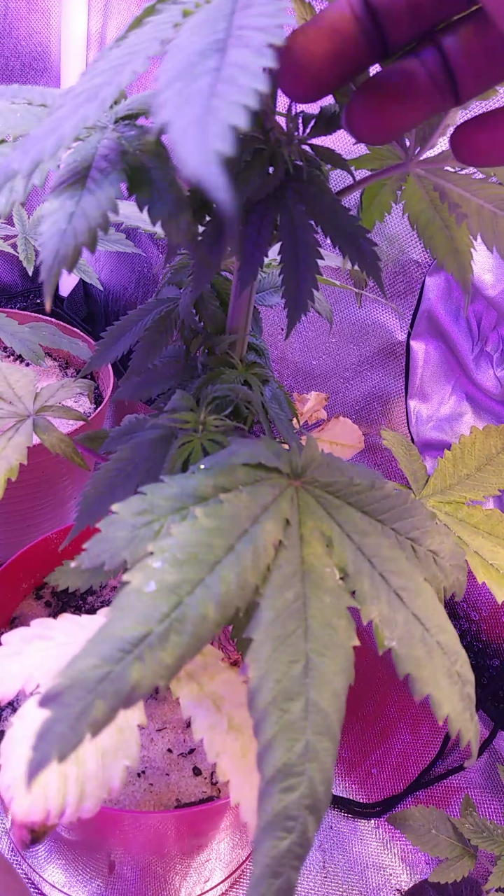 New grow are my plants looking healthy