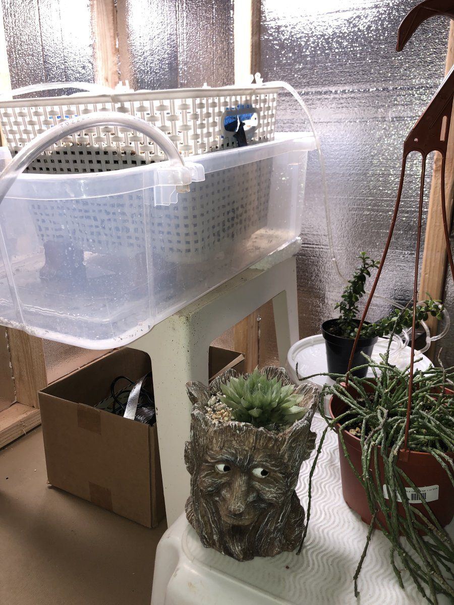 New grow area my first dedicated space 2