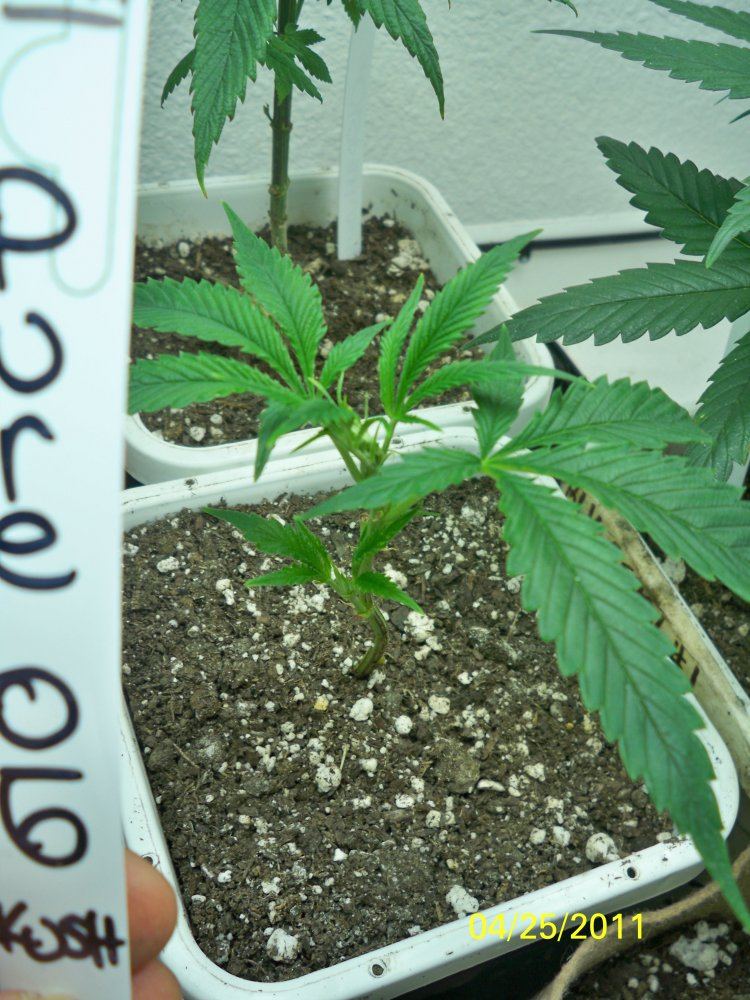 New grow barneys farmcali conectiong13big bud and seedism 10