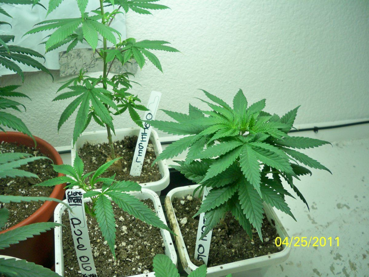 New grow barneys farmcali conectiong13big bud and seedism 11