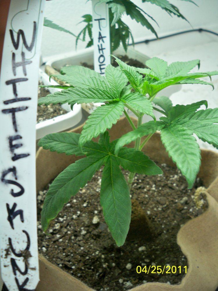 New grow barneys farmcali conectiong13big bud and seedism 12