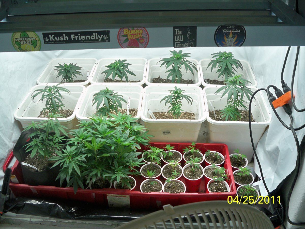 New grow barneys farmcali conectiong13big bud and seedism 14