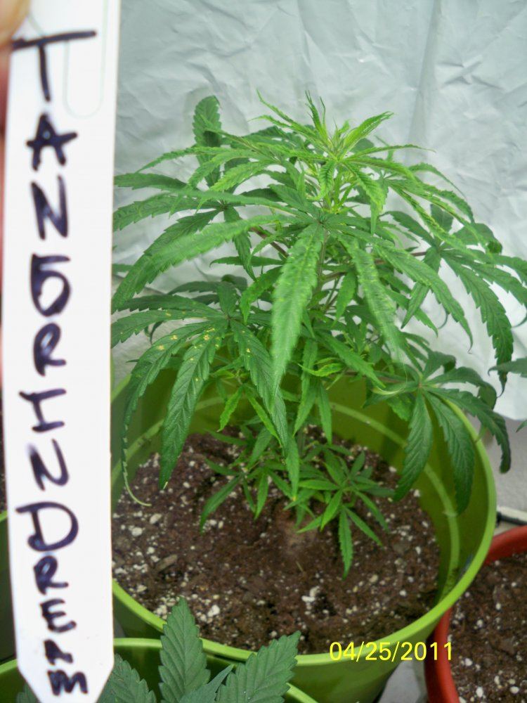New grow barneys farmcali conectiong13big bud and seedism 3