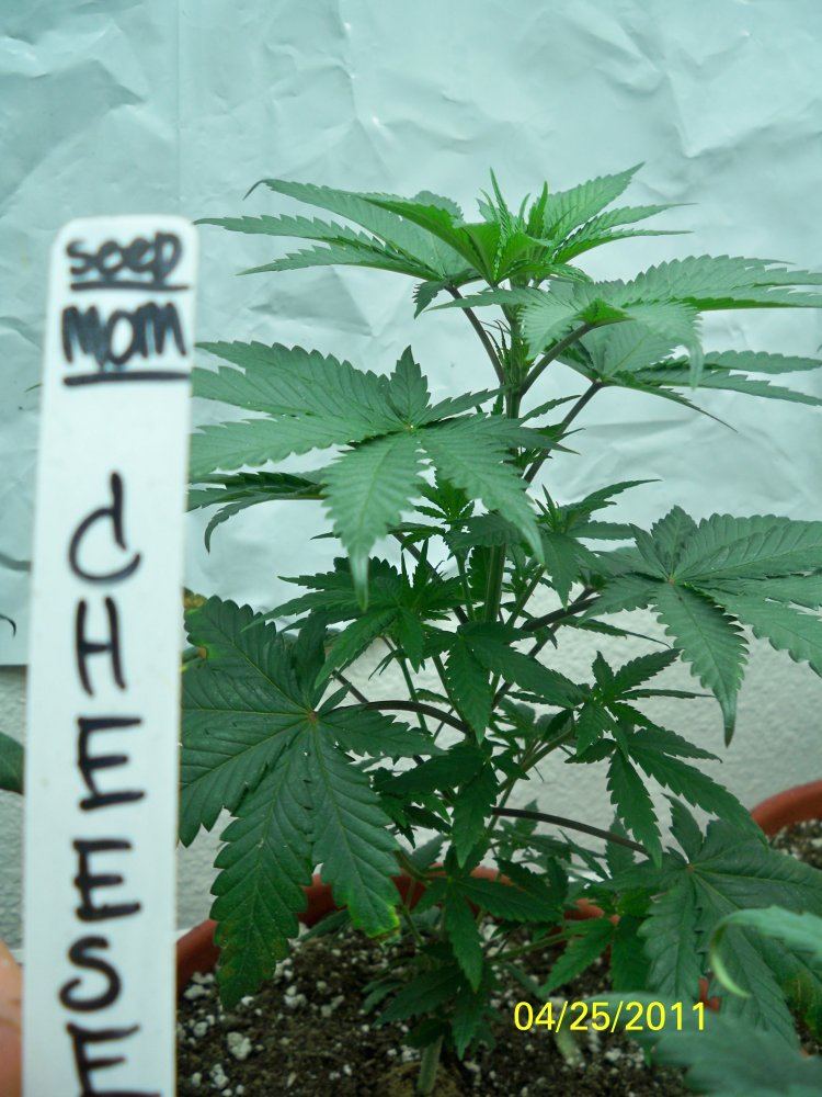 New grow barneys farmcali conectiong13big bud and seedism 6