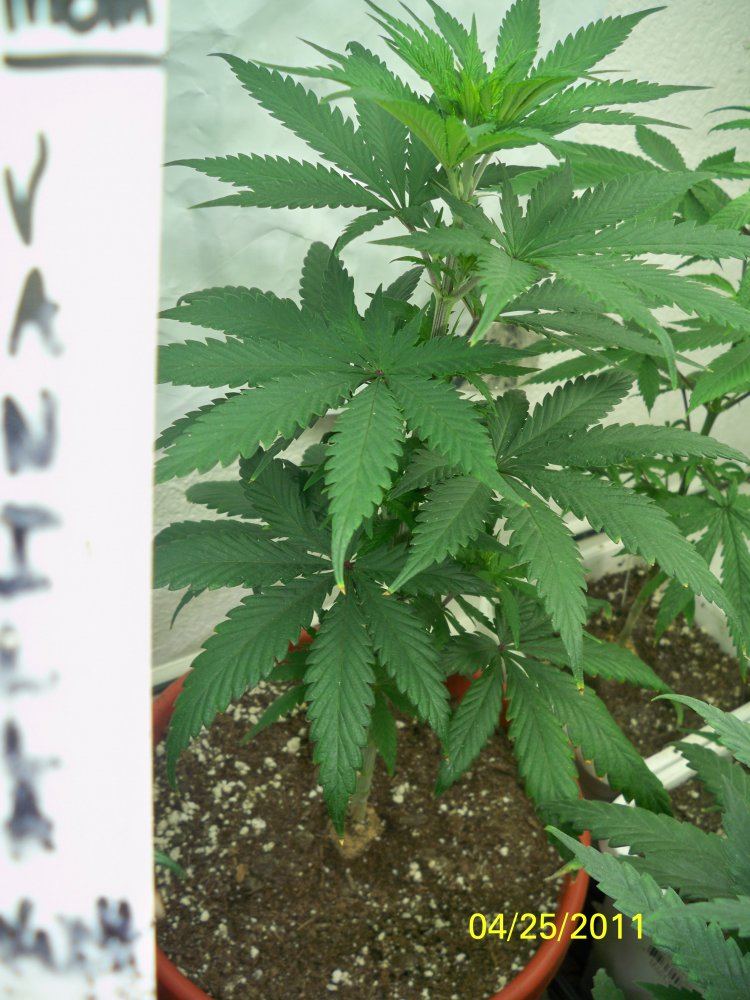 New grow barneys farmcali conectiong13big bud and seedism 8