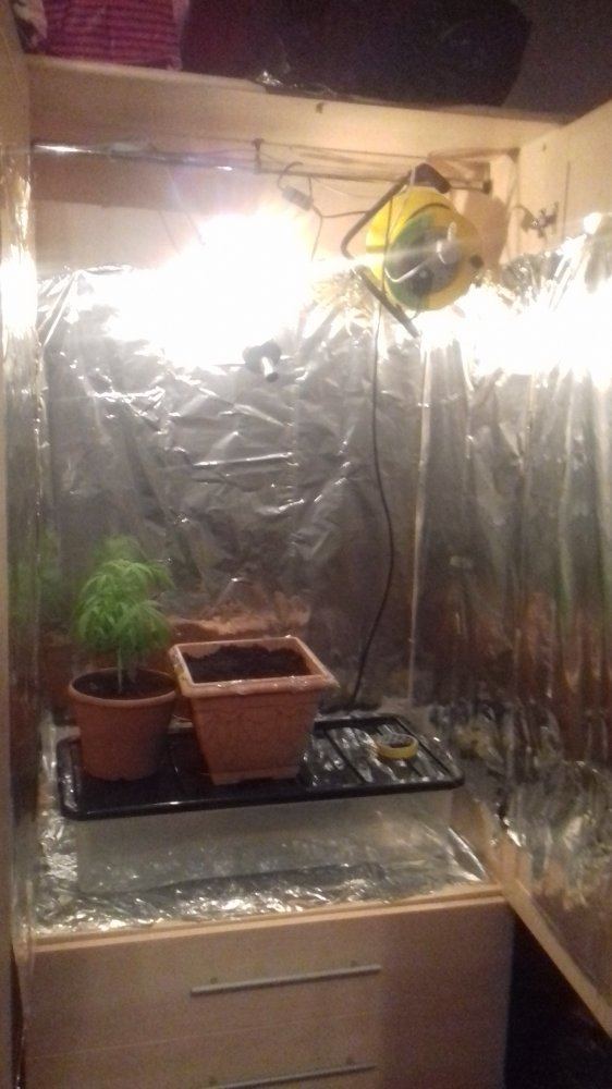 New grow here goes 2