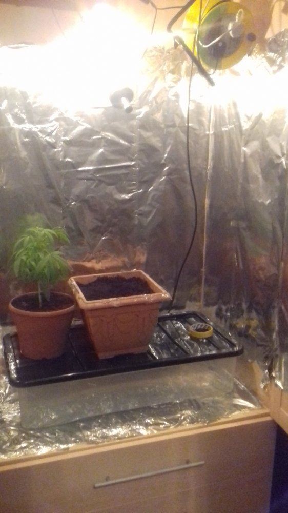 New grow here goes