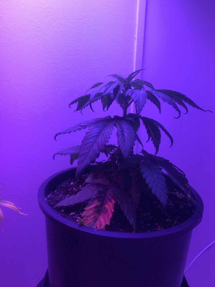 New grow looks healthy but dropping and leaf curl down 3
