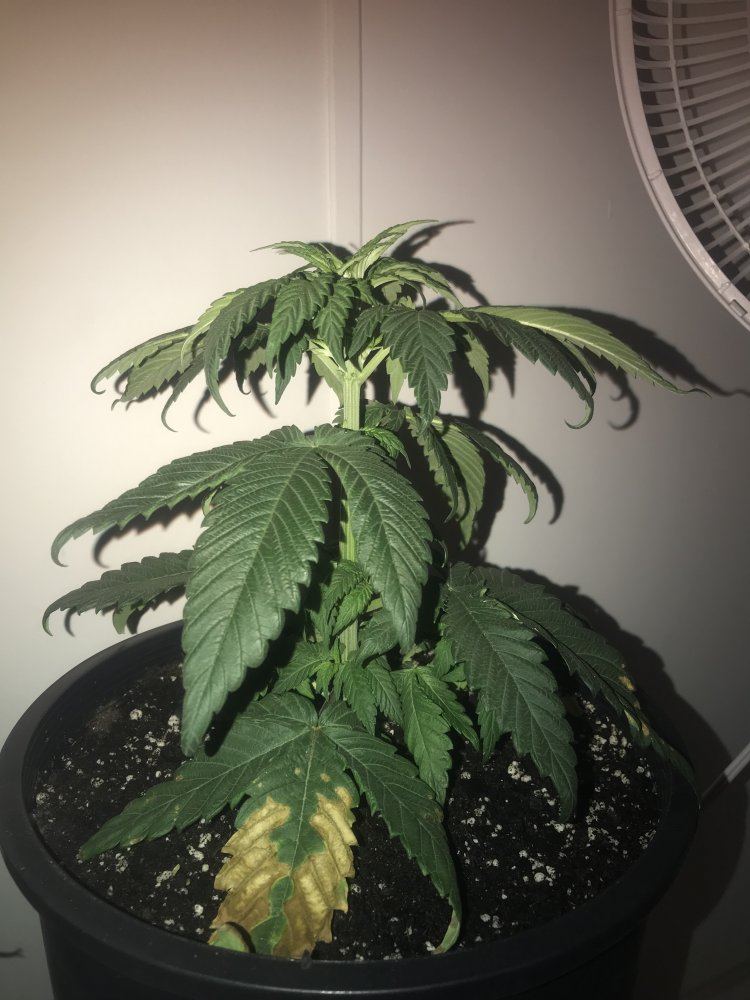 New grow looks healthy but dropping and leaf curl down 6