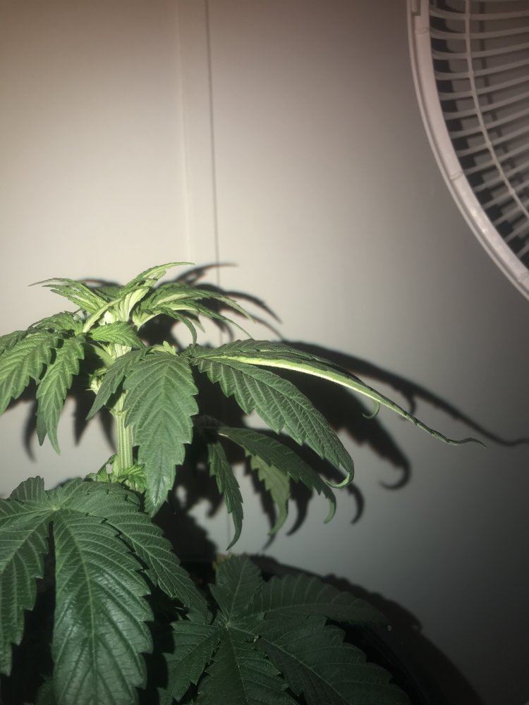 New grow looks healthy but dropping and leaf curl down 7