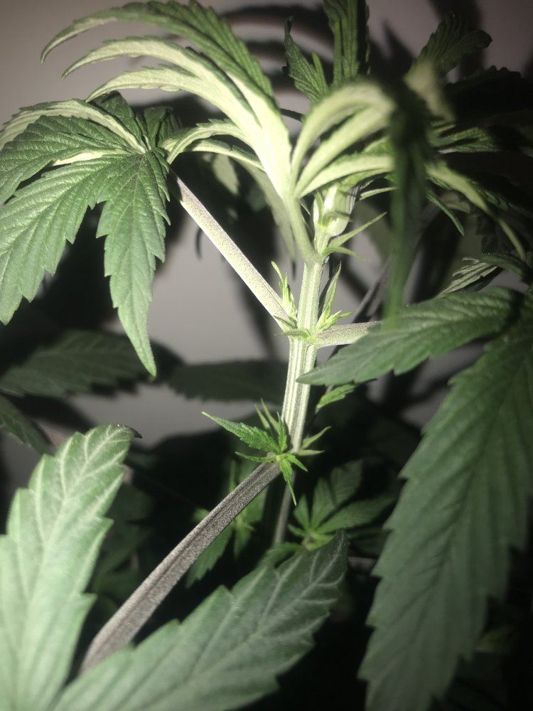 New grow looks healthy but dropping and leaf curl down 8