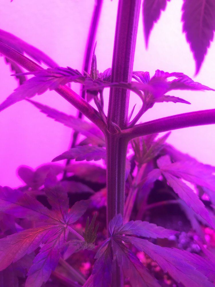New grow looks healthy but dropping and leaf curl down