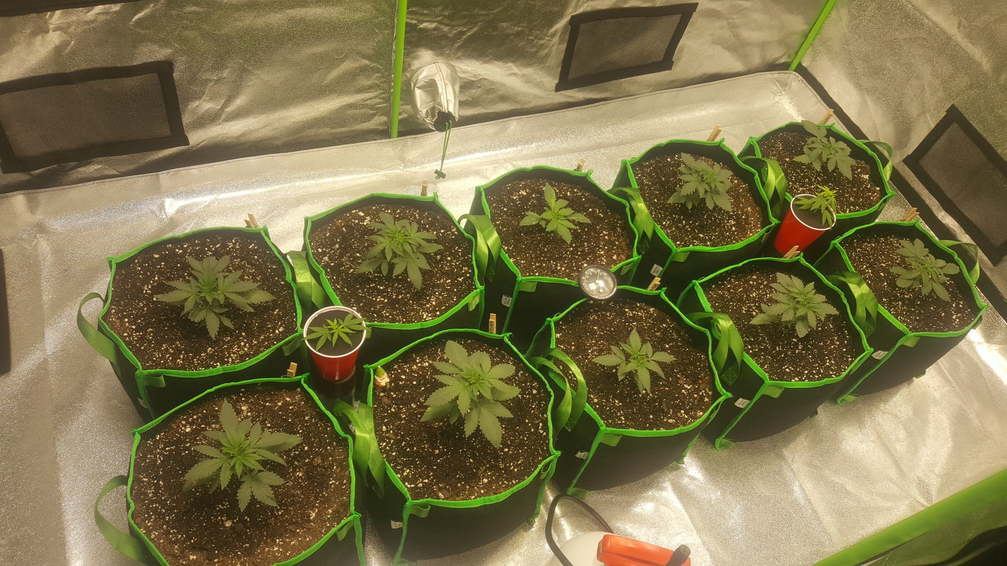 New grow off to a nice start